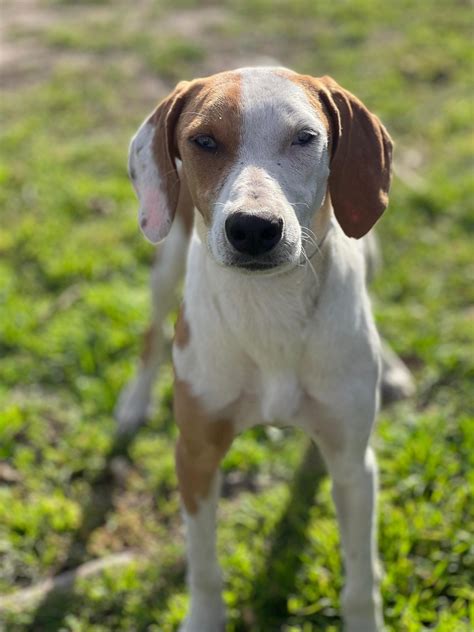 Camilla – Pink Heart Rescue