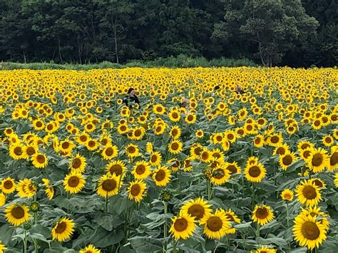 津南町50万本の「ヒマワリ」が見ごろ！（新潟県津南町） 雪国ジャーニー