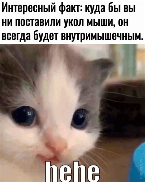 Мемы и смешные картинки с надписями
