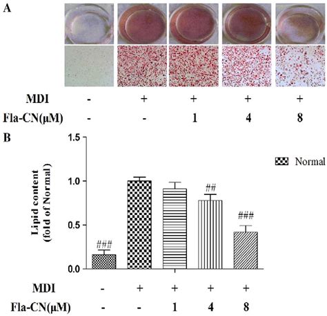 Figure 2 From Flavonoid Derivative Fla‐cn Inhibited Adipocyte