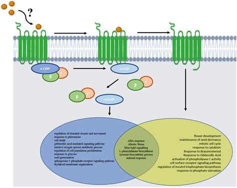 A Schematic Representation Of Biological Processes Common And Uniquely