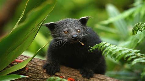 Binturong wallpapers, Animal, HQ Binturong pictures | 4K Wallpapers 2019