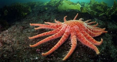 The Large Sunflower Sea Star Sea Star Sunflower Critter