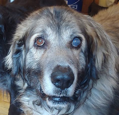 Leonberger Golden Retriever Mix