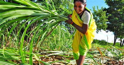 Agroforestry: Systems, Practices and Technologies