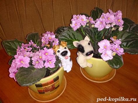 Фиалка розовая. Фиалка сказочный цветок, Никто не может с этим спорить ...