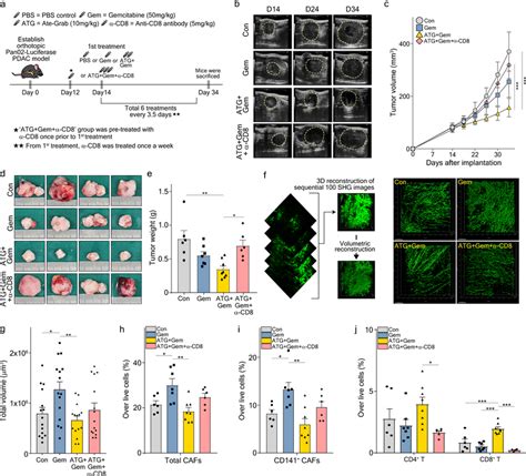 Cd8⁺ T Cell Mediates Antitumor And Anti Fibrotic Effects Of Ate Grab A