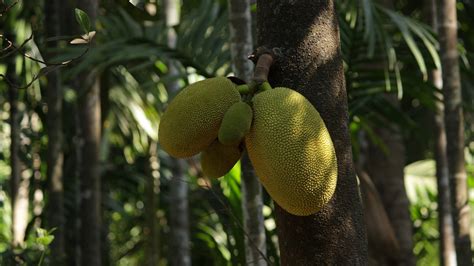 200,000+ Free Jackfruit Tree & Jackfruit Images - Pixabay