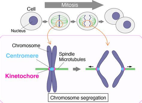 Protein Key To Chromosome Movement In Cell Division Mirage News