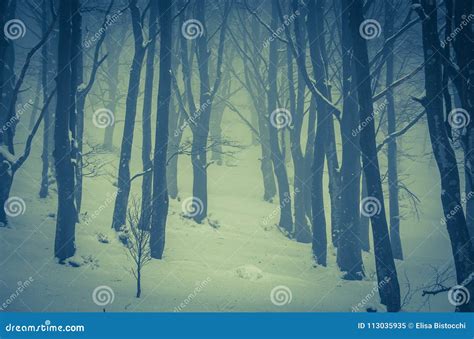 Haunted Forest In The Winter Season With Snow And Fog Stock Image