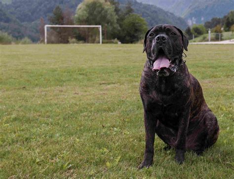 Free photo: Guard dog - Dog, Guard, Pet - Free Download - Jooinn