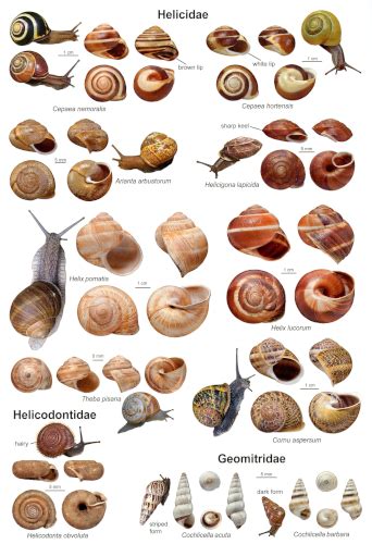 Freshwater Snail Identification