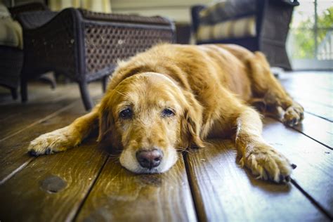 Cosa Fare Quando Il Cane Diventa Anziano I Consigli Del Veterinario