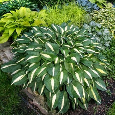 Хоста Уайт Бикини White Bikini купить многолетники с доставкой по Украине в магазине Добродар