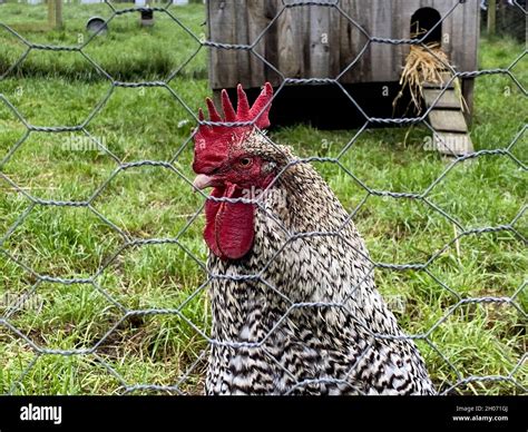 Scots Grey Chicken Stock Photo Alamy