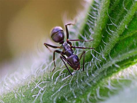 Odorous House Ant Identification Treatment And Prevention Guide