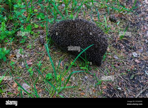 Hedgehog hibernation sleeping hi-res stock photography and images - Alamy