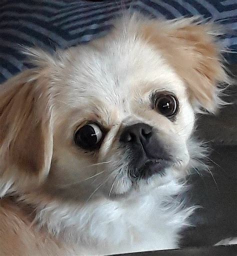 17 Things All Pekingese Owners Must Never Forget Artofit