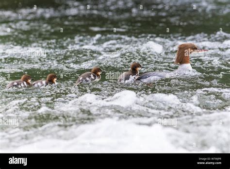 Goosander Mergus Merganser Adult Female With Four Ducklings