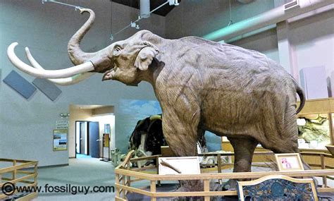 mammoth site south dakota indoor active dig   worlds largest