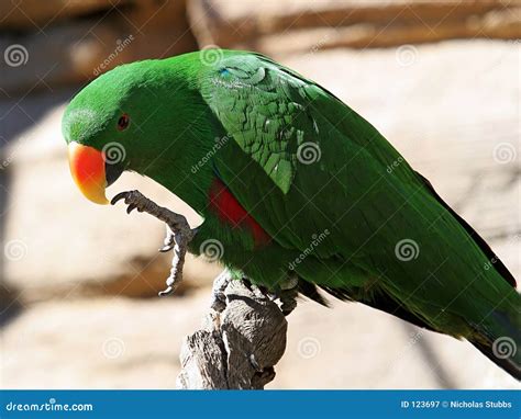 Bright Green Parrot With Yellow And Orange Beak Stock Image Image Of Exotic Green 123697