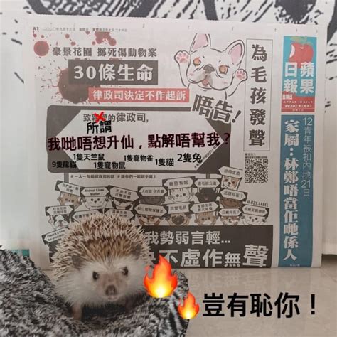 pet pet express