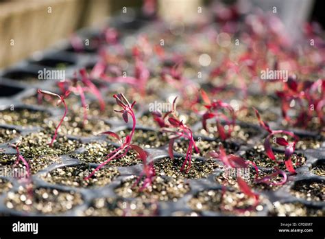 Amaranthus ‘red Army Amaranth ‘red Army Seedlings Growing In A