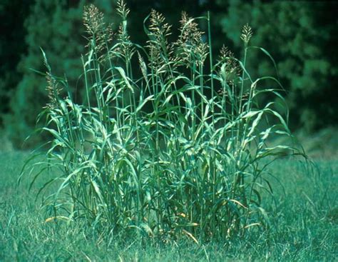 Johnson Grass