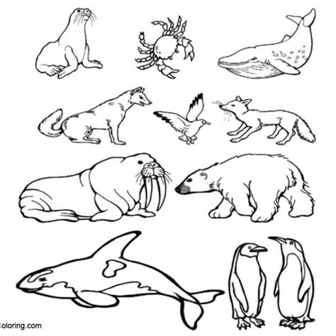 Arctic Tundra Animals Coloring Pages Baby Polar Bear - Free Printable Coloring Pages