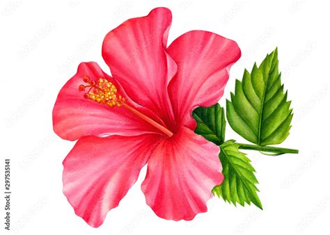 Hibiscus Flower Painted In Watercolor On An Isolated White Background