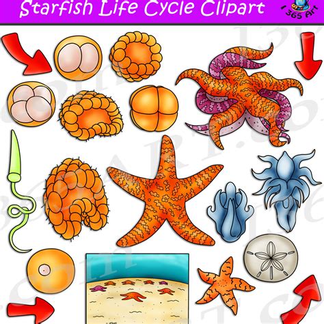 starfish life cycle Archives - Clipart 4 School