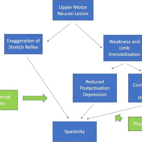 Why Does Upper Motor Neuron Lesion Cause Spasticity | Webmotor.org