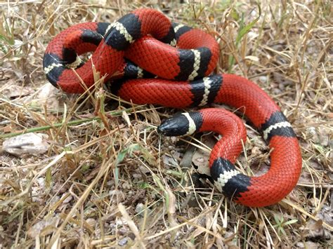 Falsa Coralillo Real Occidental Gu A De Anfibios Y Reptiles De Lamos