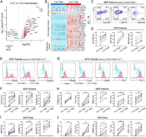 C1q TAMs Are Characterized By The Higher Expression Levels Of Immune