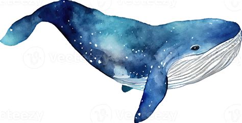 Whale Watercolor Illustration Png