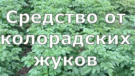 322. Это средство помогло от колорадских жуков. - YouTube