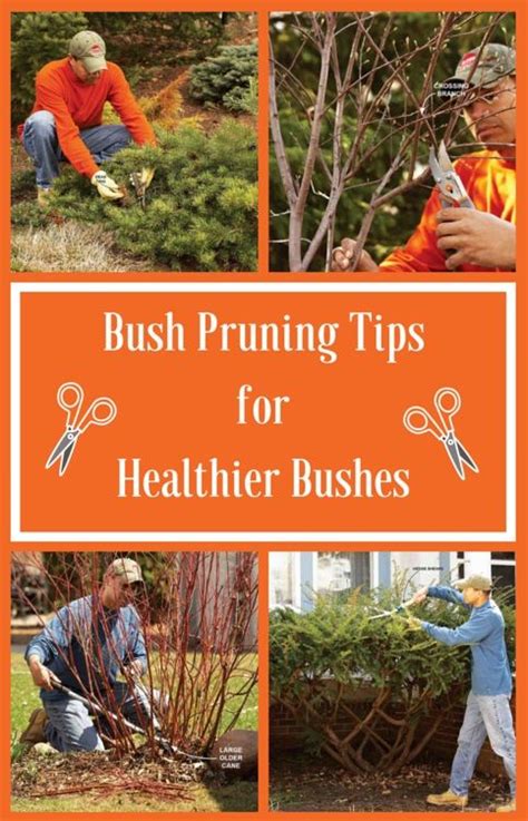 Bush Pruning Tips for Healthier Bushes | Garden shrubs, Prune, Bushes ...