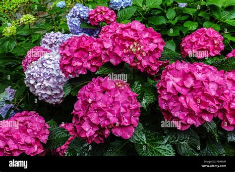 Red Bigleaf Hydrangea Hydrangea Macrophylla Alpengluhen Hortensia