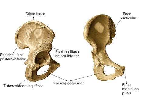 Membros Inferiores Osteologia Iliaco Atlas De Anatom A Anatom A