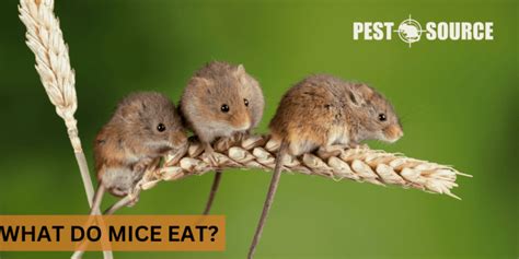 What Do Mice Eat Pest Source