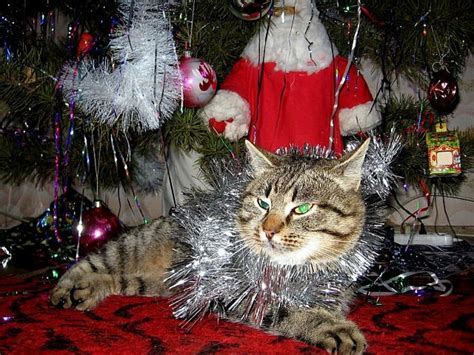 Disfraces Originales De Navidad Para Gatos Mascotas