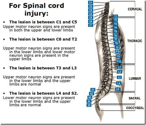 Upper motor neuron & Lower motor neuron lesions - Medatrio