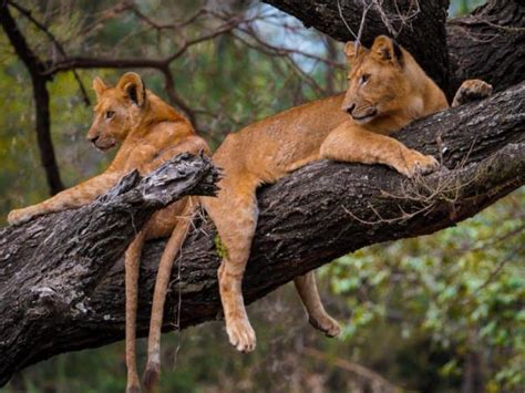 Lake Manyara National Park