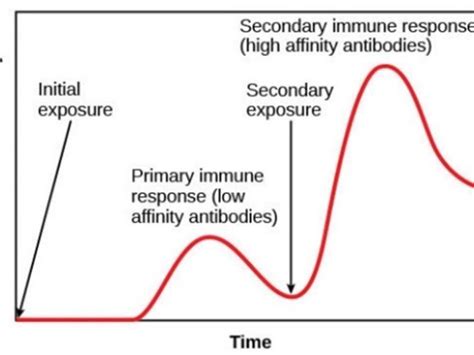 Aqa As Biology 2c Immune System Teaching Resources