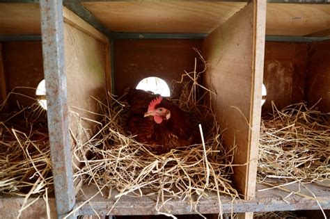 The Best Plastic Nesting Boxes For Chickens Reviews With Pros And Cons The Hens Loft