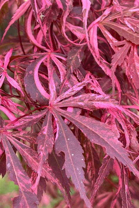 Buy Lileeanne S Jewel Japanese Maple Free Shipping Wilson Bros Gardens 1 Gallon Pot