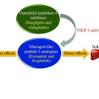 Adapted mechanism of action of gliflozins. DNL: de novo lipogenesis ...