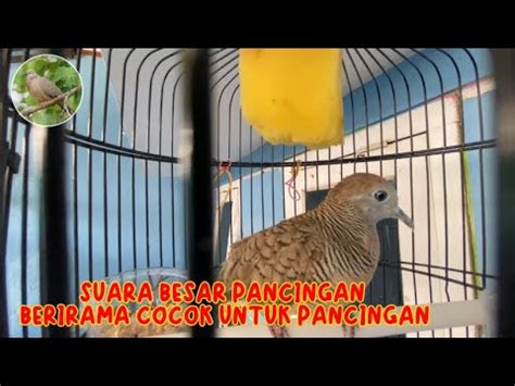 Anak Perkutut Lokal Gacor Suara Besar Pancingan Berirama Cocok Untuk