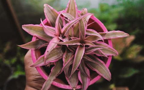 Earth Star Plant Cryptanthus Bivittatus Care Guidelines