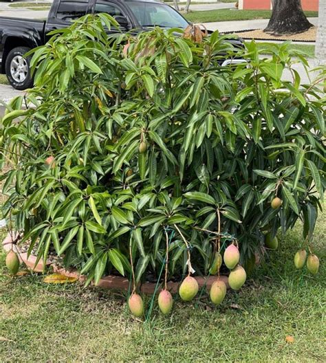 Julie Dwarf Mango 3 Gal Grafted Trees Etsy